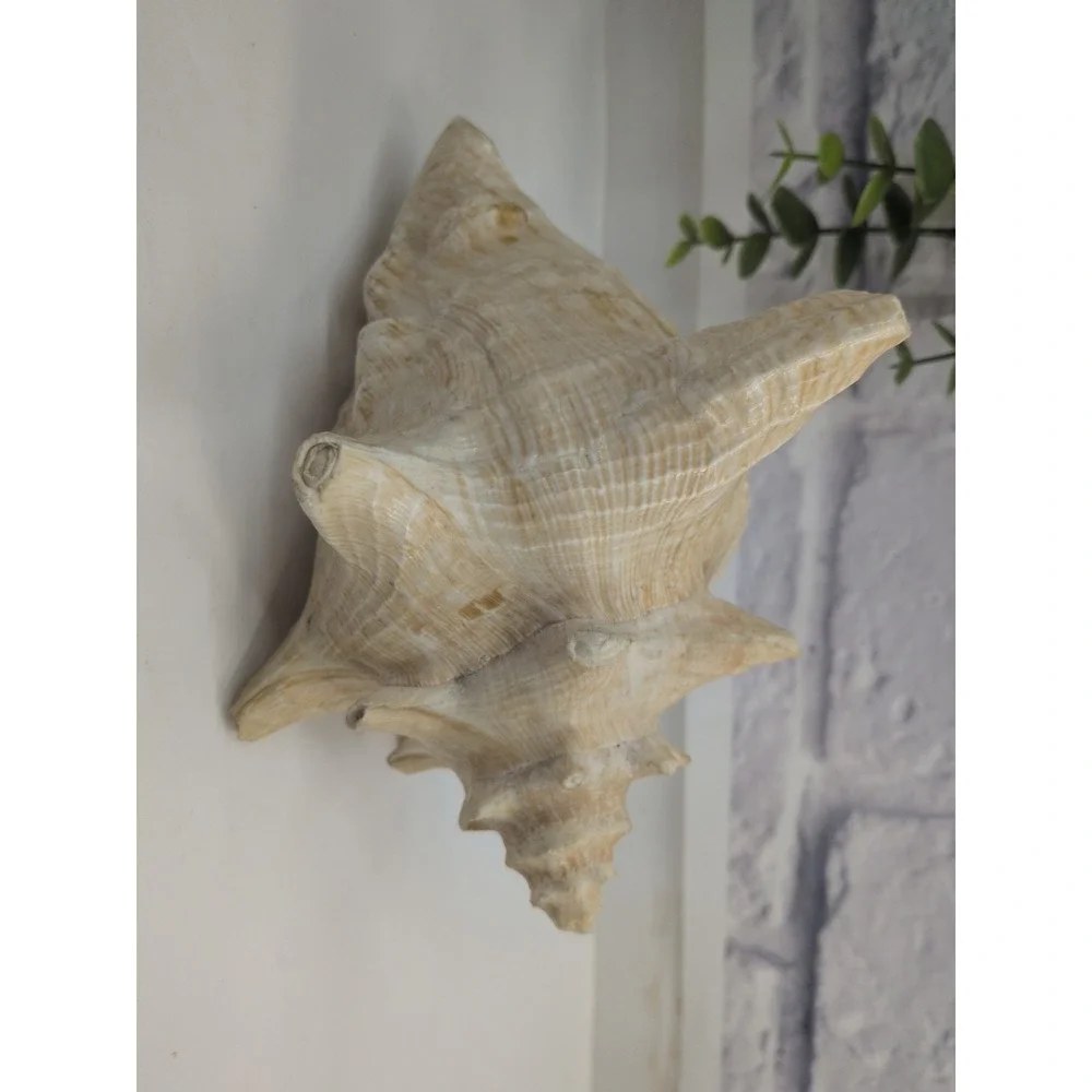 🏖️Large Vintage Pink-Lipped Murex Sea Shell Natural Ocean‎ Beach Coastal Decor